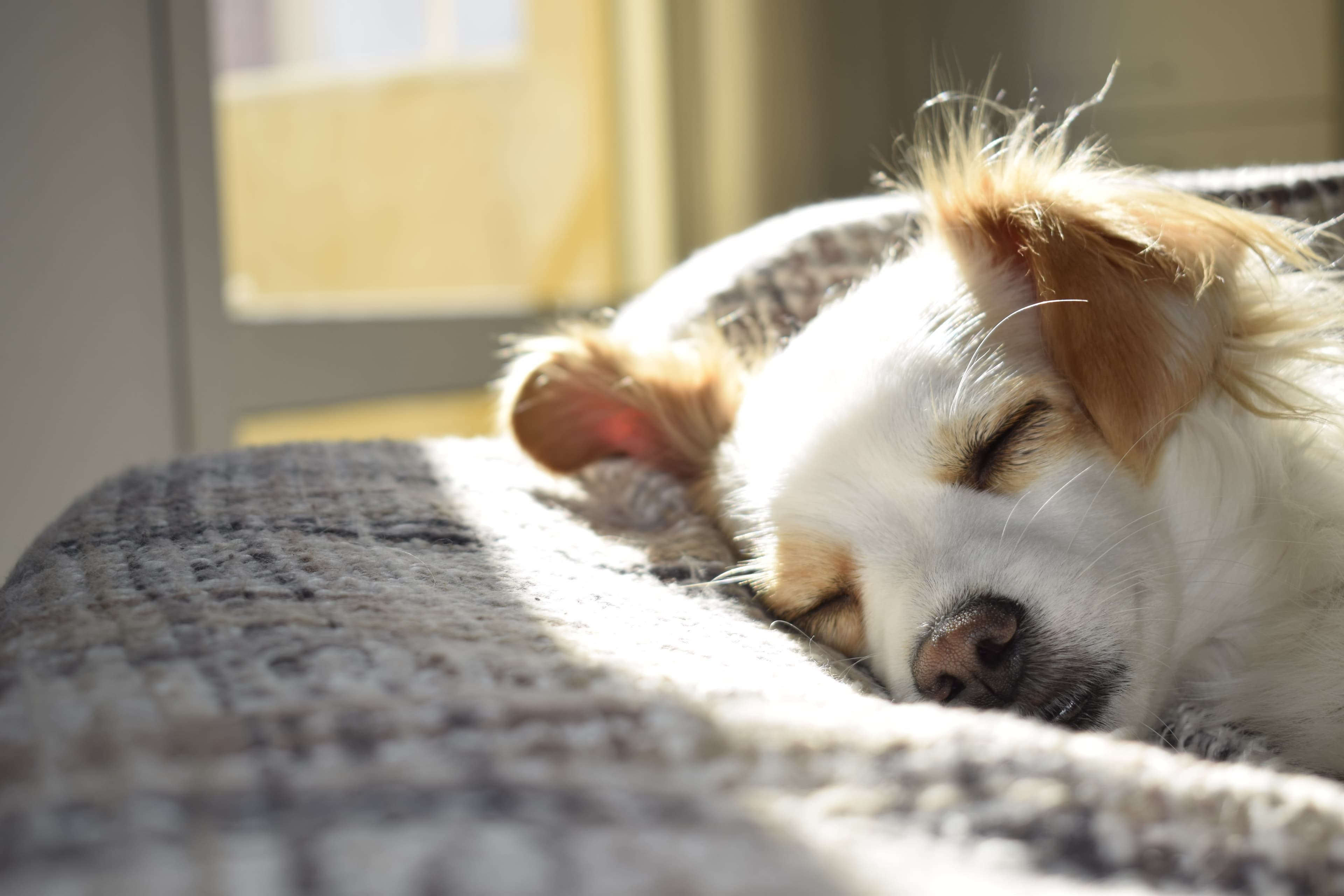 Emotional Support Dog For Renters Emotional Support Dog For Renters